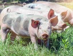 Bio Schwein